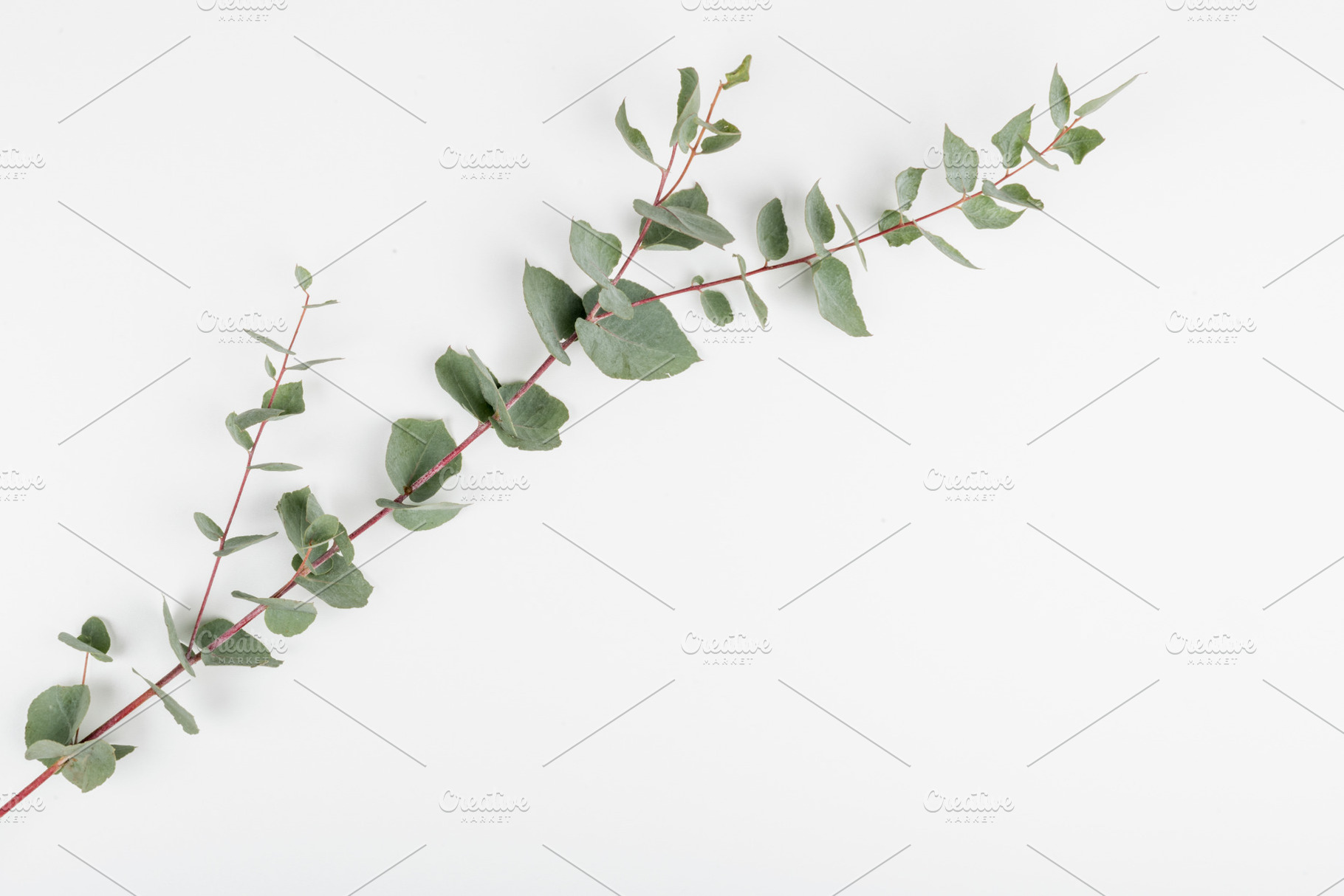 Branch of ucalyptus on white backgro, a Nature Photo by Ekaterina Grivet