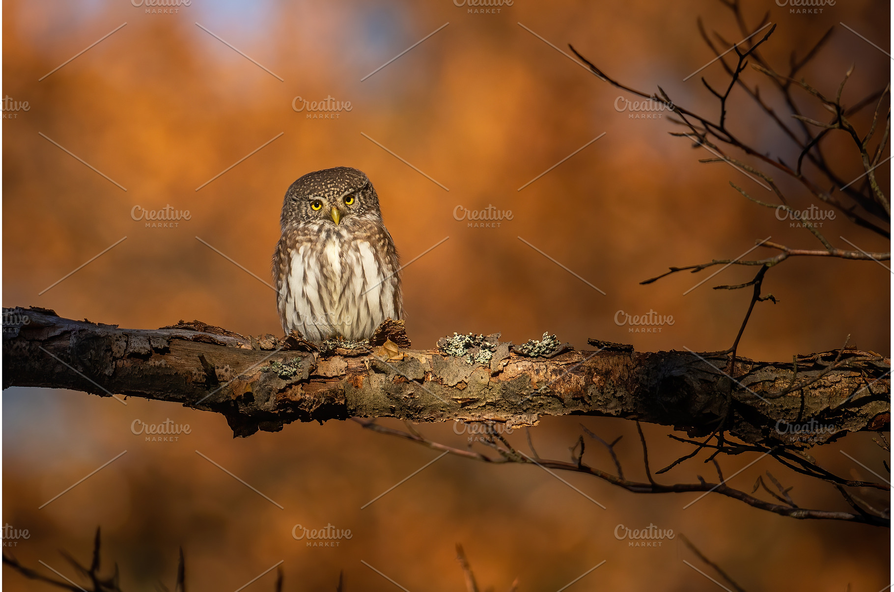 Eurasian pygmy owl sitting on a, an Animal Photo by WildMedia