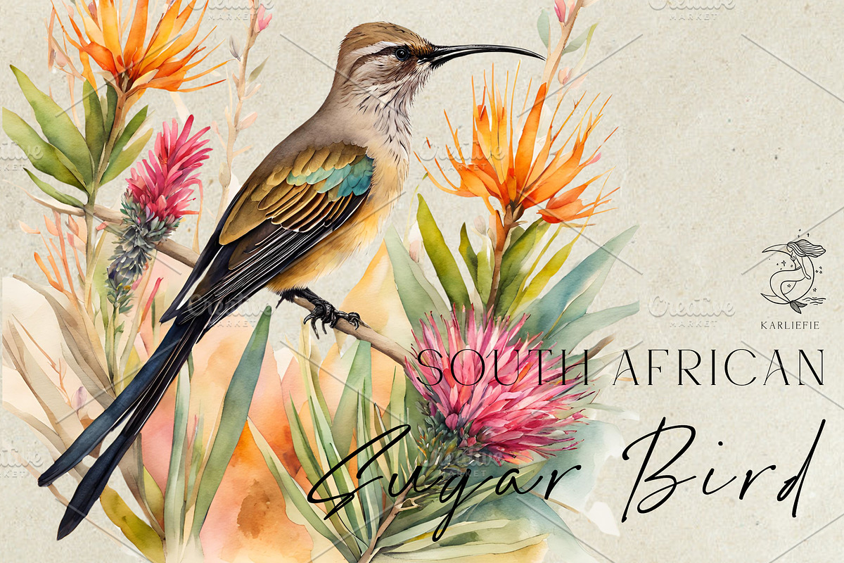 Sugar Bird and Fynbos Flowers, a Decorative Illustration by Karliefie (Photo 1 of 4)