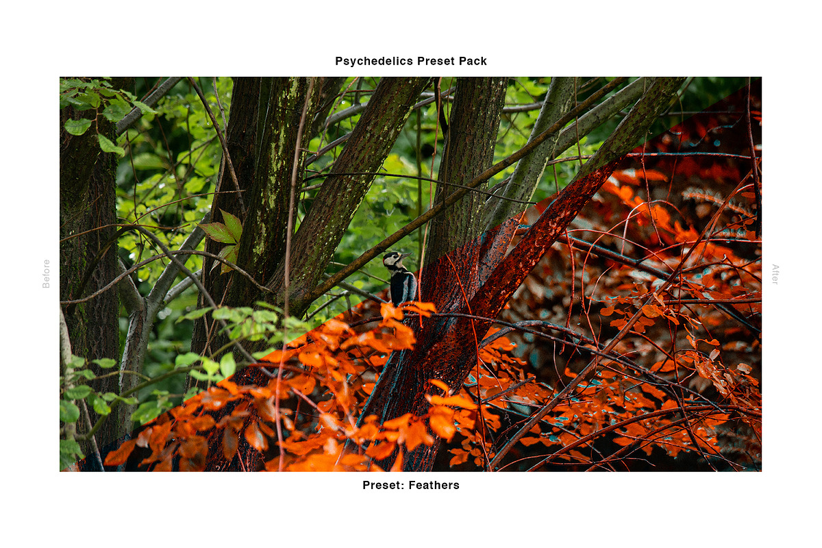 Psychedelics - Lightroom Presets, an Action Add-On by maximakesthings (Photo 3 of 5)