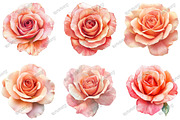 Rose Clipart Bundle Blush Flower, an Illustration by designcity5 (Thumbnail 3 of 5)