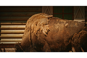 Powerful Bison with Unique Hair, an Animal Photo by Our Amazing World