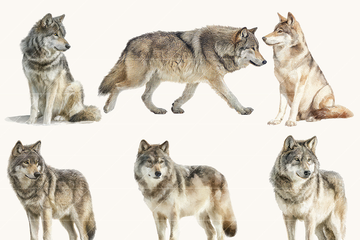 Watercolor Wolf Clipart Set, an Animal Illustration by Design Scotch (Photo 2 of 8)