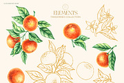 Tangerines Watercolor collection, a Decorative Illustration by SashaKondr (Thumbnail 12 of 14)