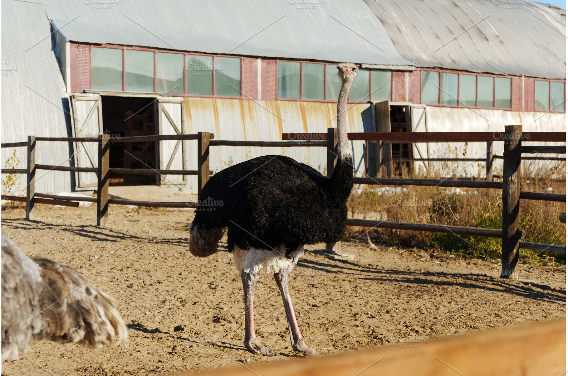 Ostrich profile against a clear blue, an Animal Photo by darksoul72