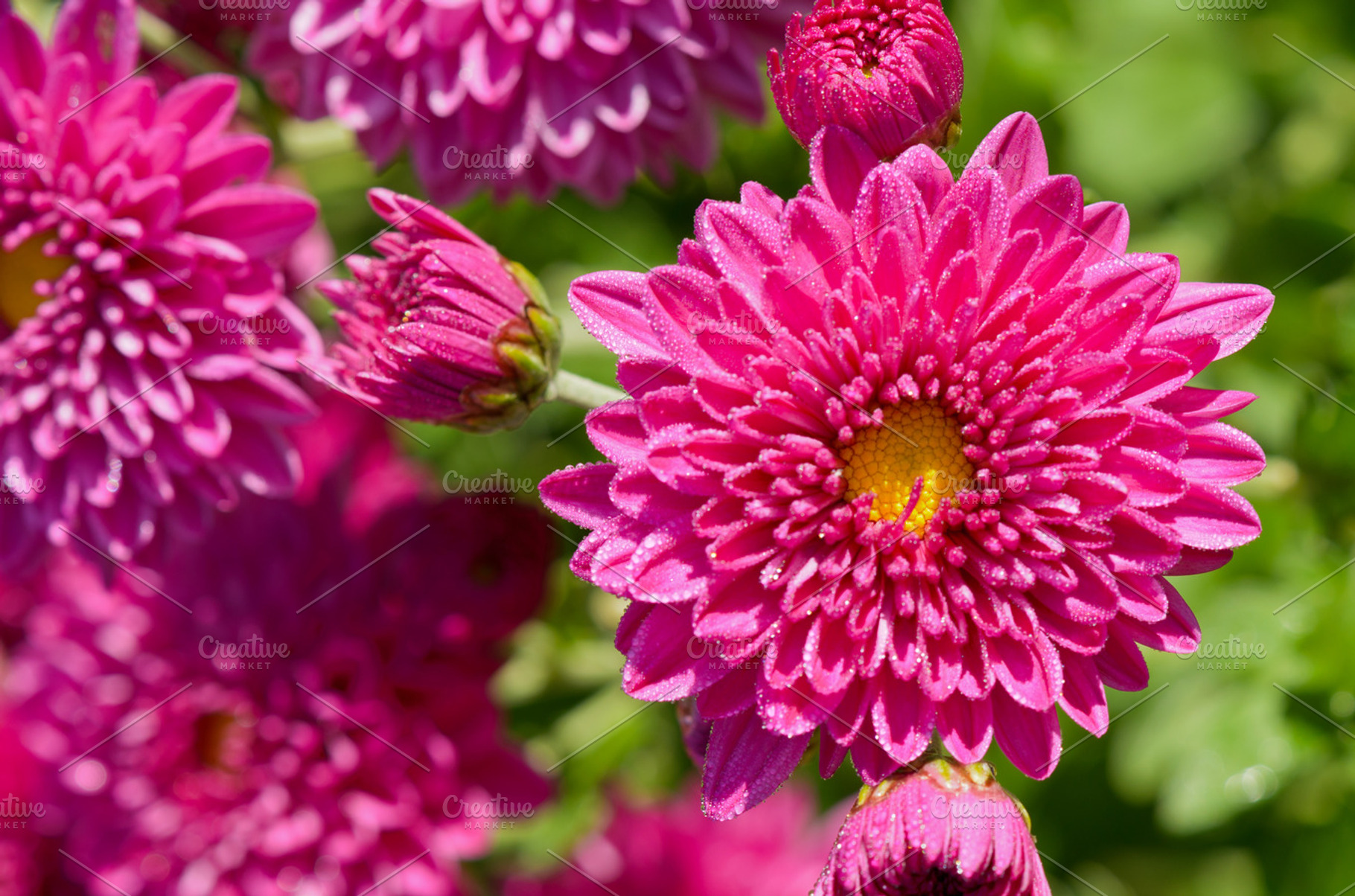 Pink chrysanthemum flowers featuring flowers, fuchsia, and magenta, a Nature Photo by yongkiet jitwattanatam