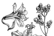Ink flower set, a Decorative Illustration by RasterBird (Thumbnail 5 of 10)