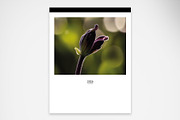Elegant Flower Photo Calendar 2026, a Print Template by McLittle Stock (Thumbnail 2 of 4)