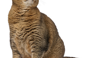 A large, straight-eared, shorthaired, golden tabby cat sitting h, an Animal Photo by ndanko
