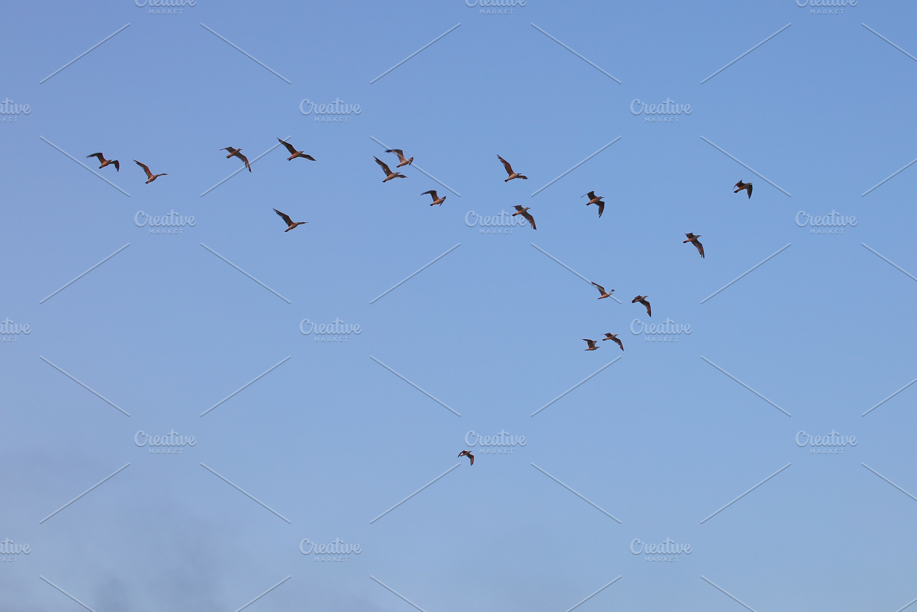 Flock of birds flying in the sky, an Animal Photo by paftm