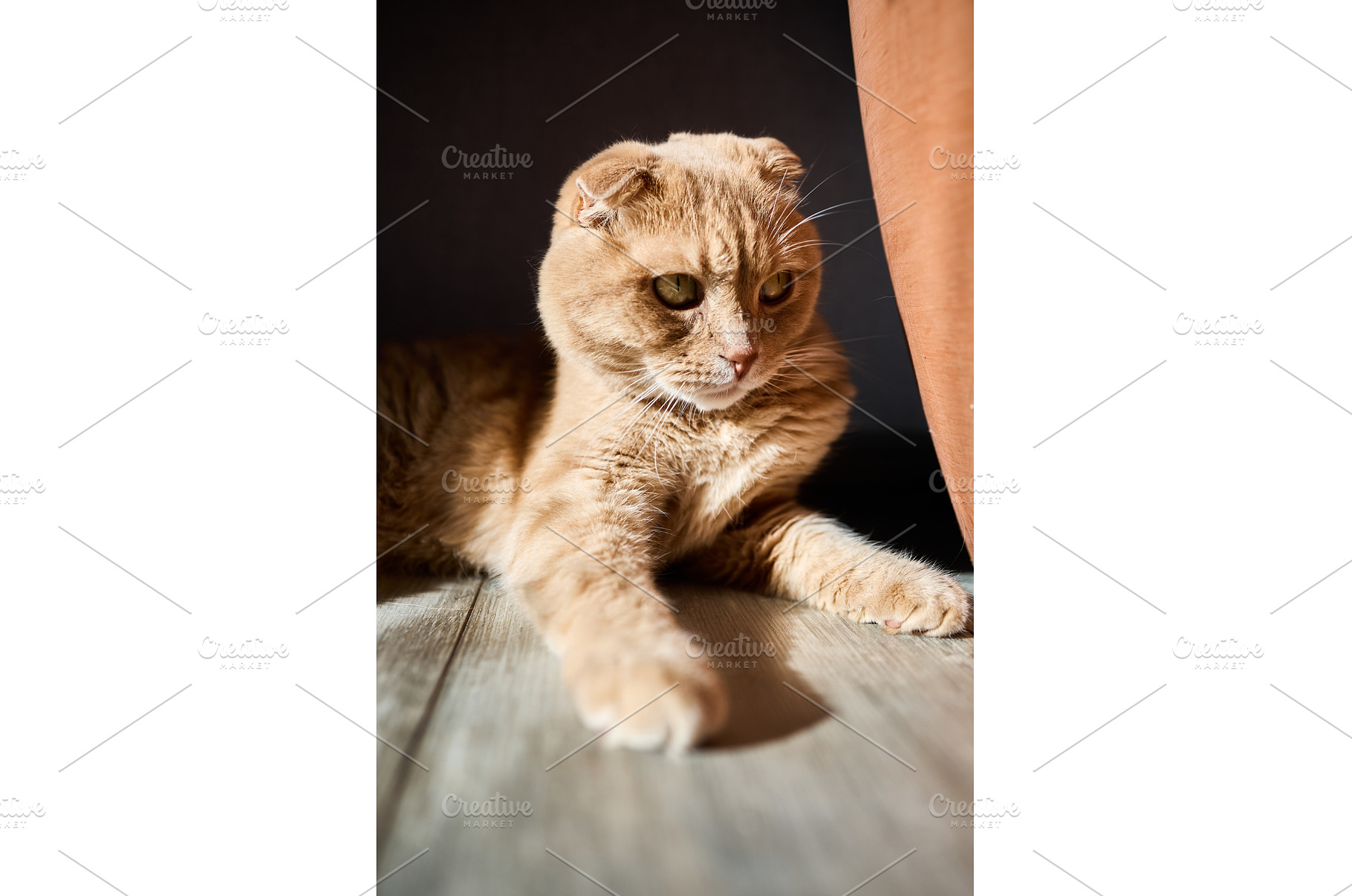 Relaxed ginger cat rests peacefully, an Animal Photo by IlliaBondarPhotography