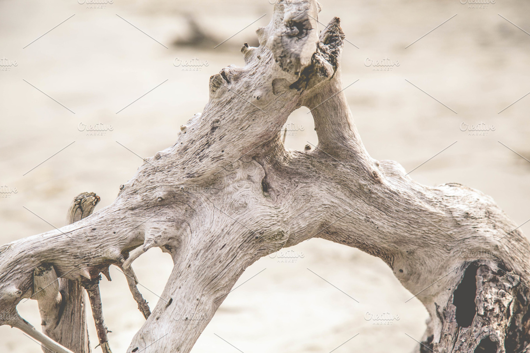 Driftwood Details, a Nature Photo by Tamara Lance