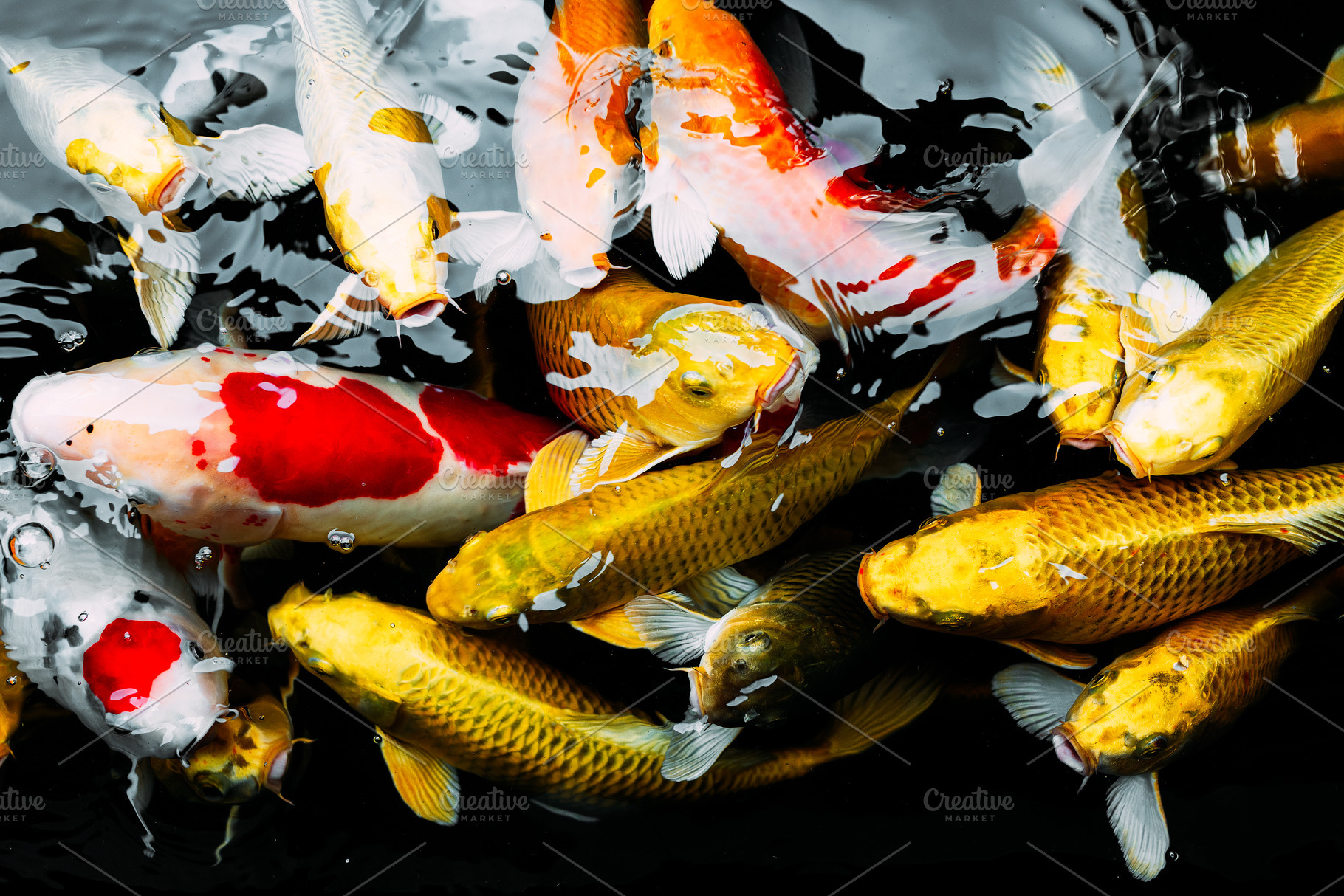 Koi carp in the pond featuring animal, aquarium, and aquatic, an Animal Photo by SOTNIKOV_MISHA