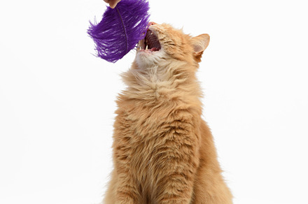 adult ginger fluffy cat plays with a purple feather on a white b, an Animal Photo by ndanko