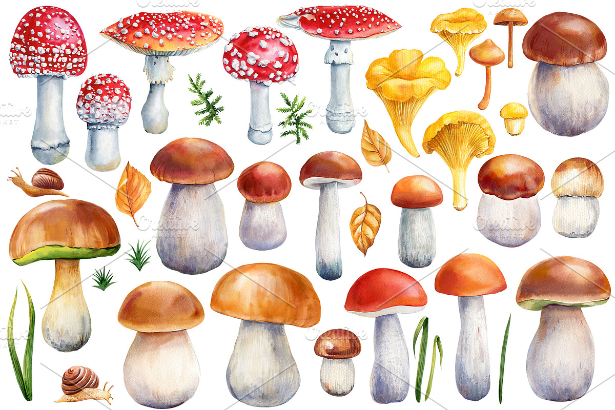 Mushrooms Forest watercolor painting, an Object Illustration by Hanna Hryharenka (Photo 3 of 11)