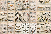 A Journal of Natural History, an Animal Illustration by Dene Studios (Thumbnail 5 of 10)