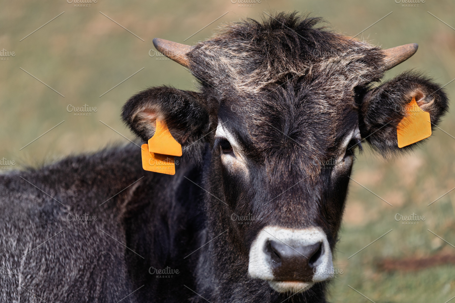 Frontal portrait of a black Tudanca, an Animal Photo by Perpis