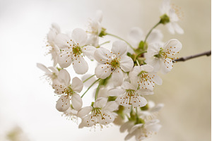 Blooming White Cherry Tree Branches