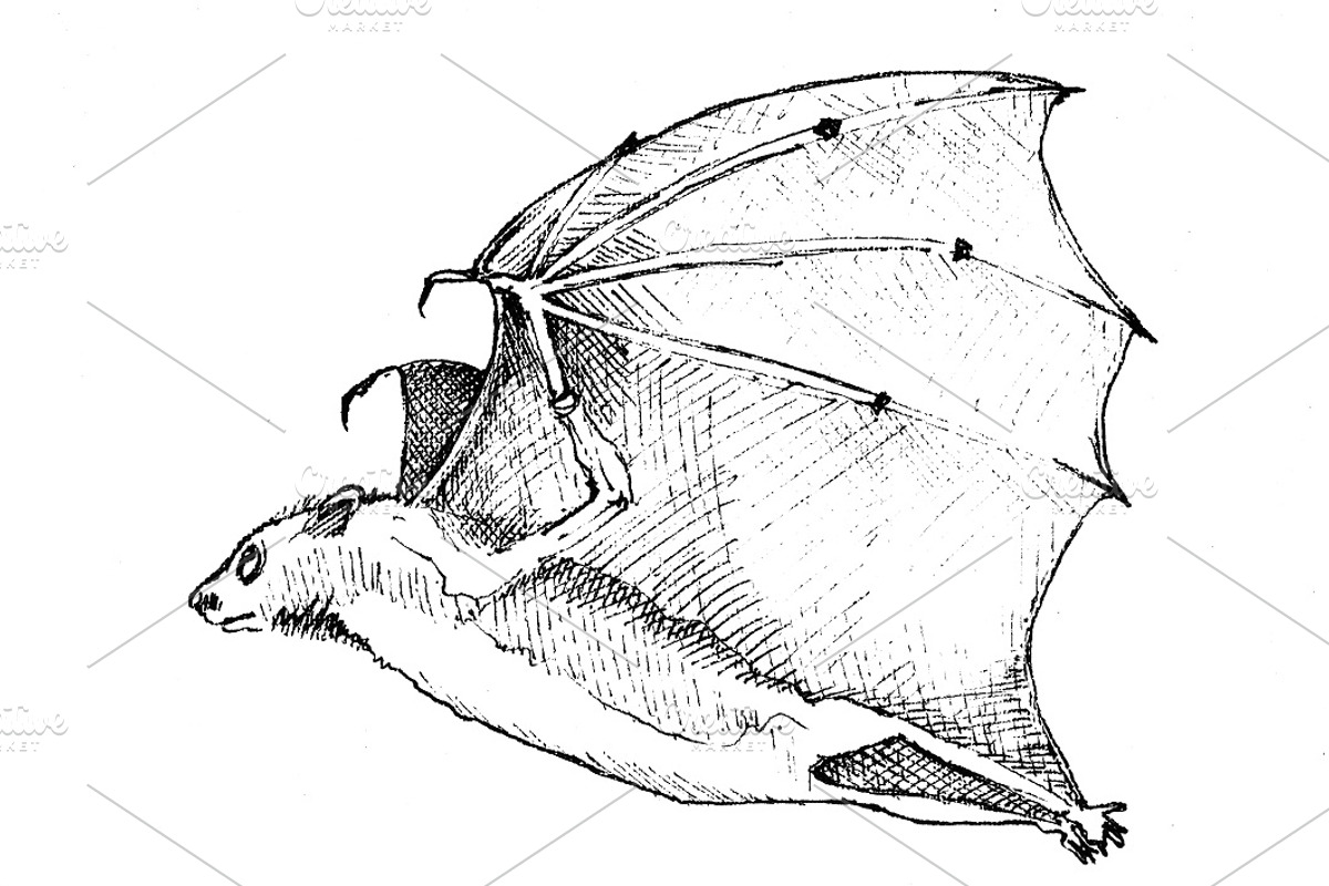 Vampire bats, watercolor/ink/vector, an Animal Illustration by Watercolor_Vector Graphic (Photo 11 of 22)