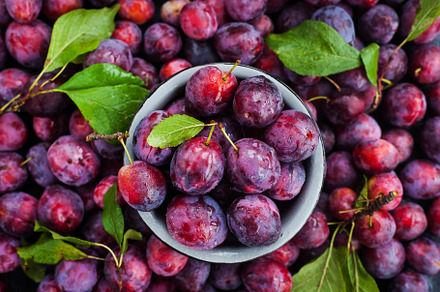 Fresh ripe autumn plums