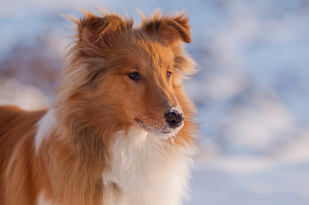 Dog Behind A Fence Containing Shepherd German Dog And Animal preview 5