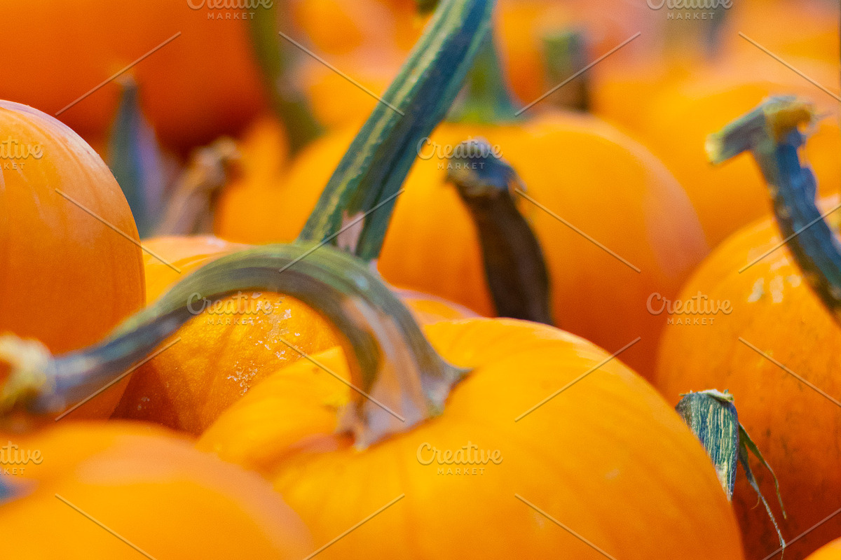 Fall Pumpkin Stock Bundle, a Holiday Photo by r.r.palacios (Photo 6 of 15)