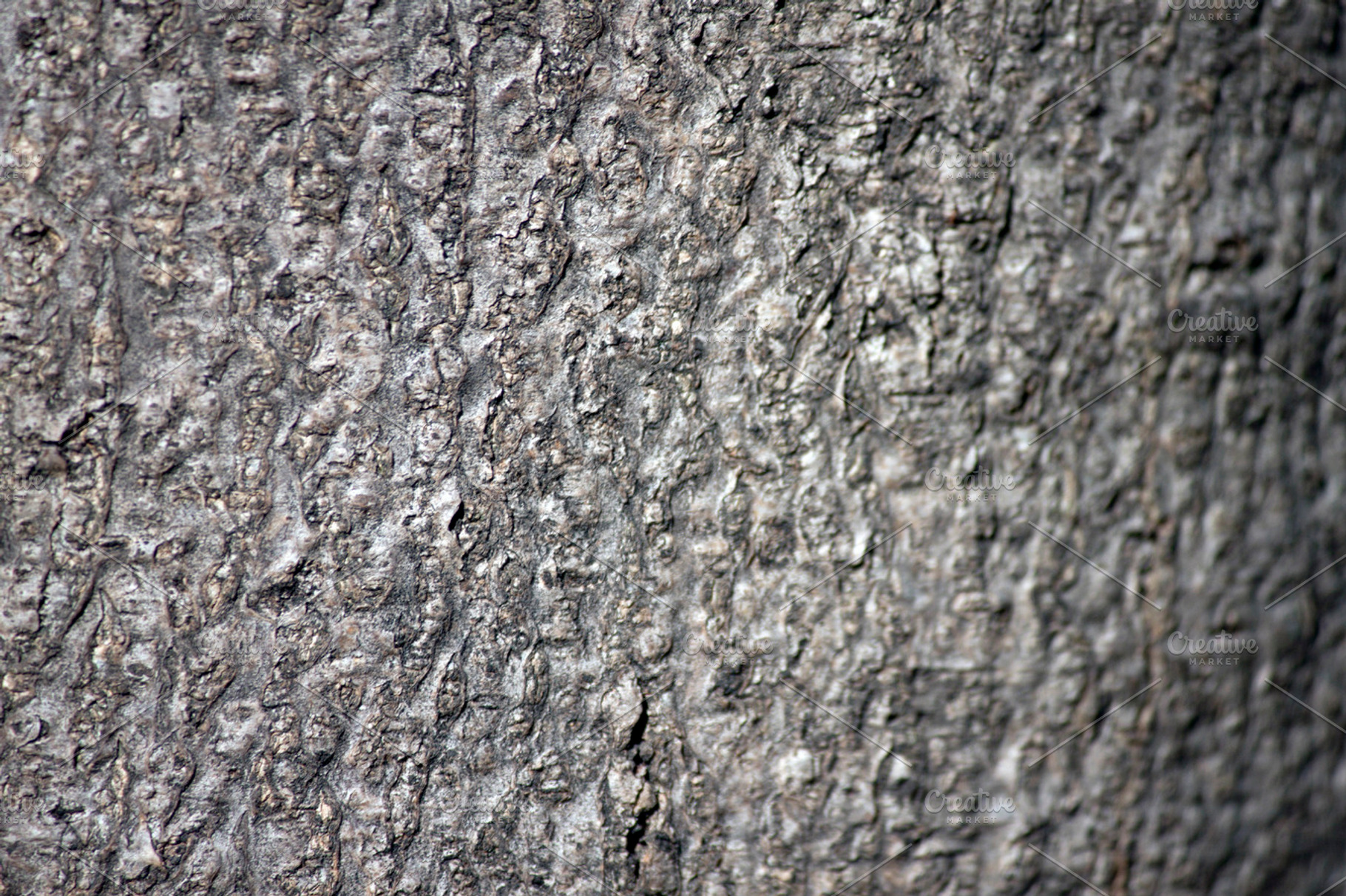 Wood texture stock photo containing texture and background