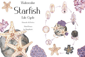 Watercolor Starfish Life Cycle Set