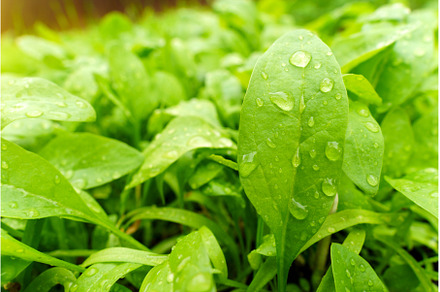 Spinach leaf growing in the spring, a Food & Drink Photo by darksoul72