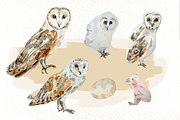 Owl Life Cycle Clip Arts and Print, an Education Illustration by Tati Bordiu (Thumbnail 2 of 5)
