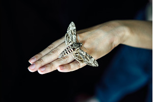 Butterfly sitting on woman hand over, an Animal Photo by Gladkov photography