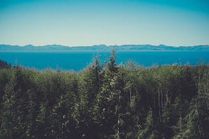 Coastal Forest
