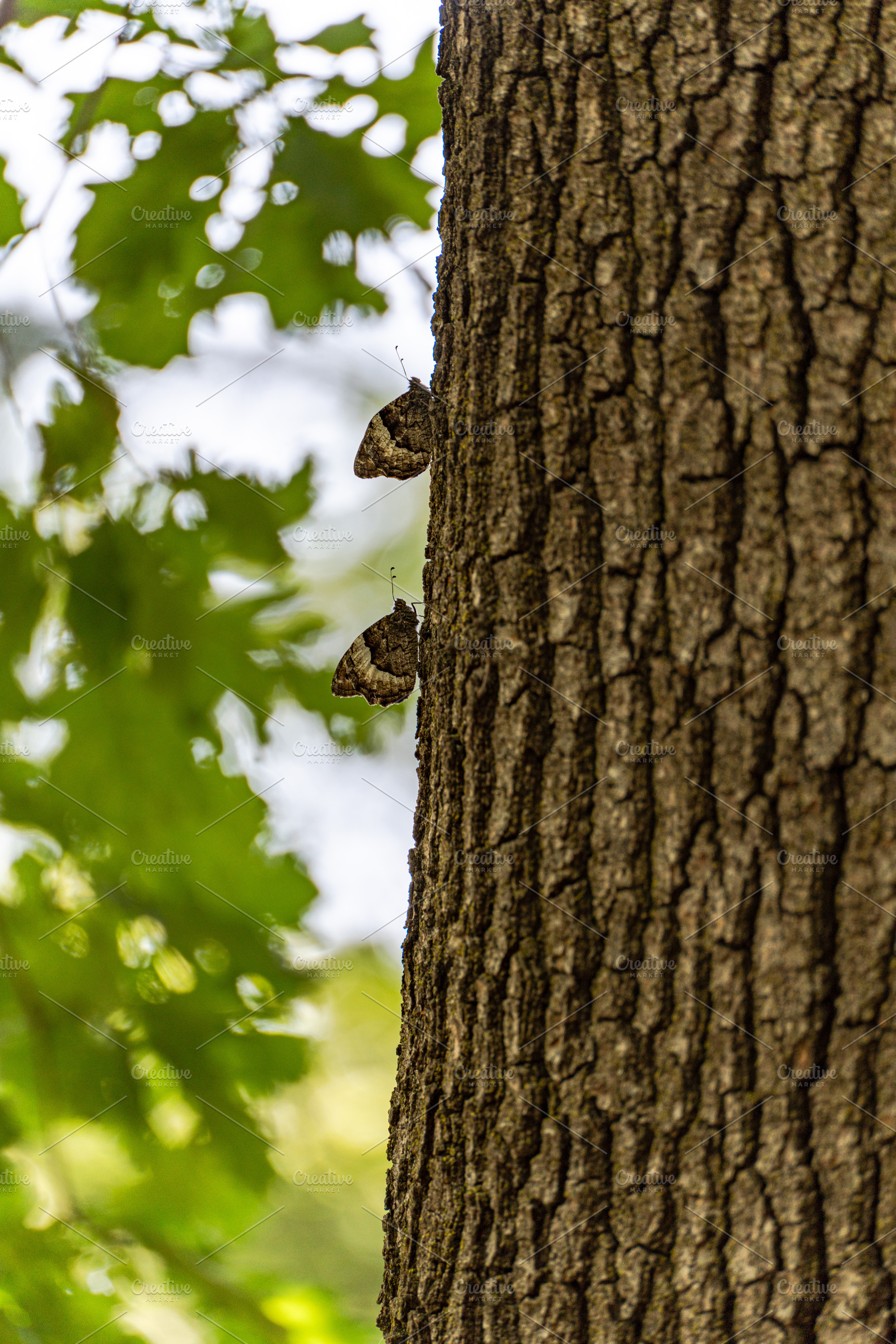 A butterfly on the tree bark in the summer park, a Nature Photo by Anna Bogush