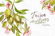Feijoa Graphic & Watercolor clipart, a Food Illustration by Ann Astro (Thumbnail 2 of 10)
