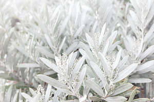 Silver Foliage
