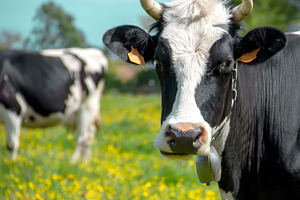 Cow containing agriculture, animal, and background