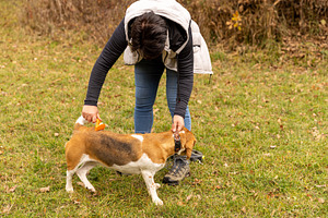 Woman brushing a beagle dog, a Photo by Grafvision photography