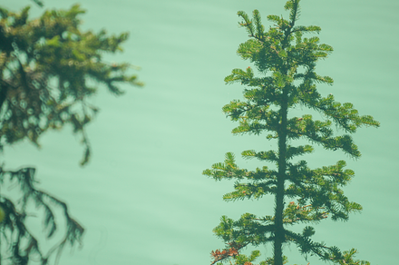Trees in front of Glacial Lake Canad, a Nature Photo by alexedwards
