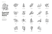 180 Botanical Ingredient Line Icons, an Outline Icon by Ilia Design (Thumbnail 6 of 13)