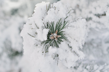 Frosted Evergreen Tree, a Nature Photo by Pro.Motion