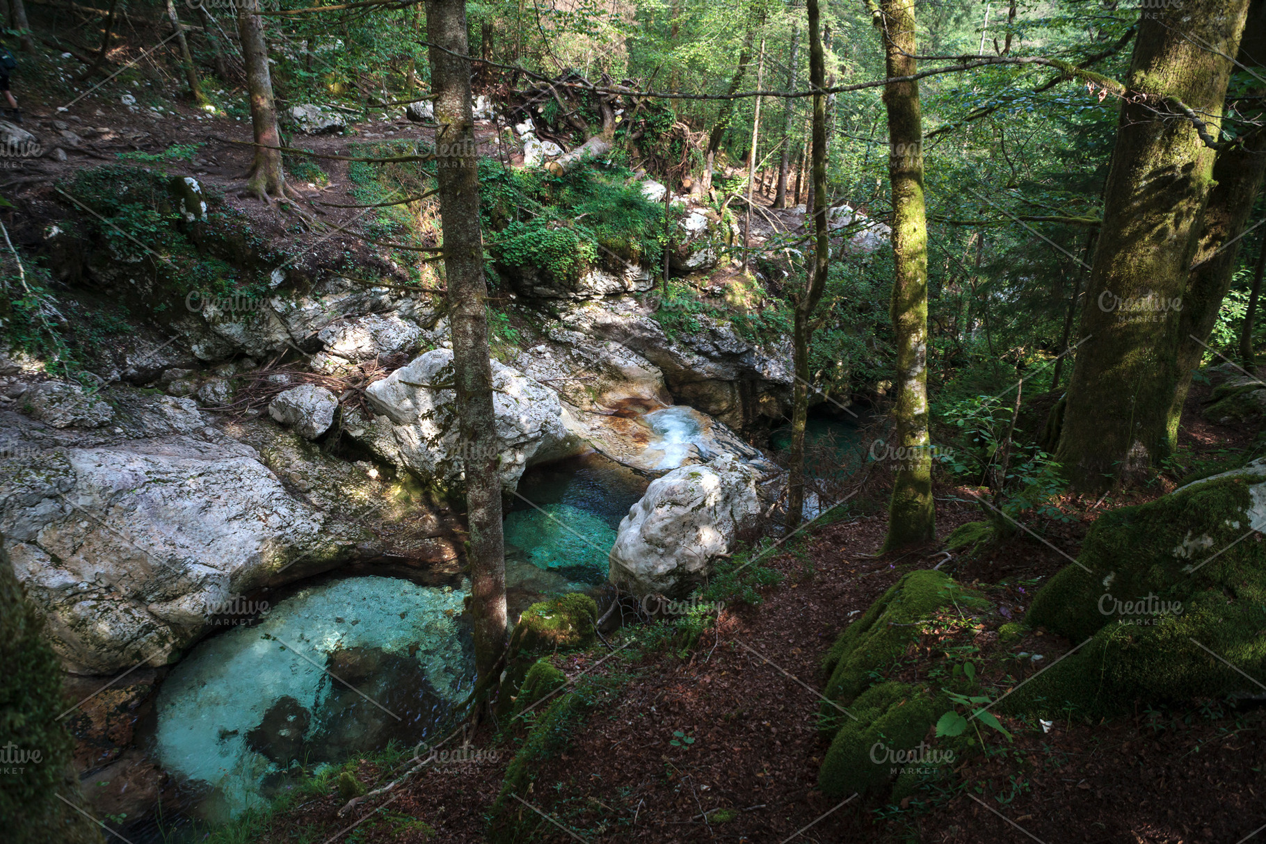 Sunikov Vodni Gaj Nature Preserve, Slovenia, a Nature Photo by Bepslabor