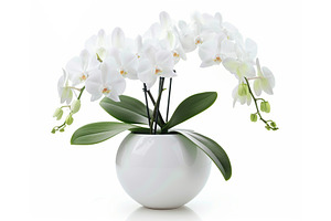 Orchid flowers in pot isolated on white background, a Nature Photo by AlyaAnd