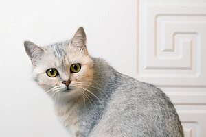 Silver British Shorthair Cat, an Animal Photo by Ales Munt