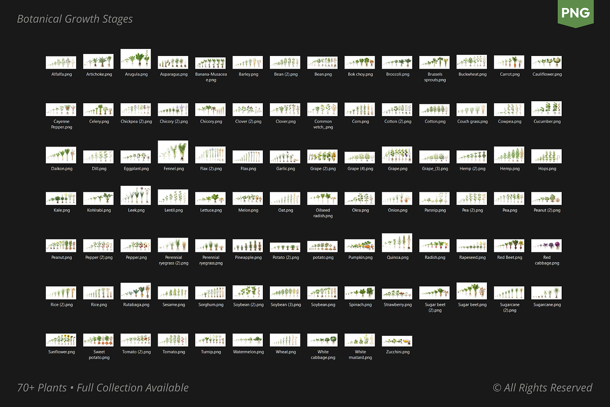 PLANT GROWTH CYCLE COLLECTION, a Nature Photo by Ilia Design (Photo 7 of 8)