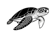 50 Sea Turtle Vector Silhouette Bund, an Illustration by jahid234 (Thumbnail 21 of 51)