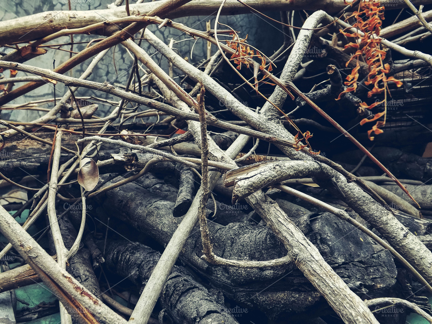 Backyard containing wood, backyard, and woods, a Nature Photo by alyaphotoworks