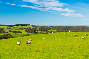 Sheep Grazing Farm Landscape, a Photo by THP Creative
