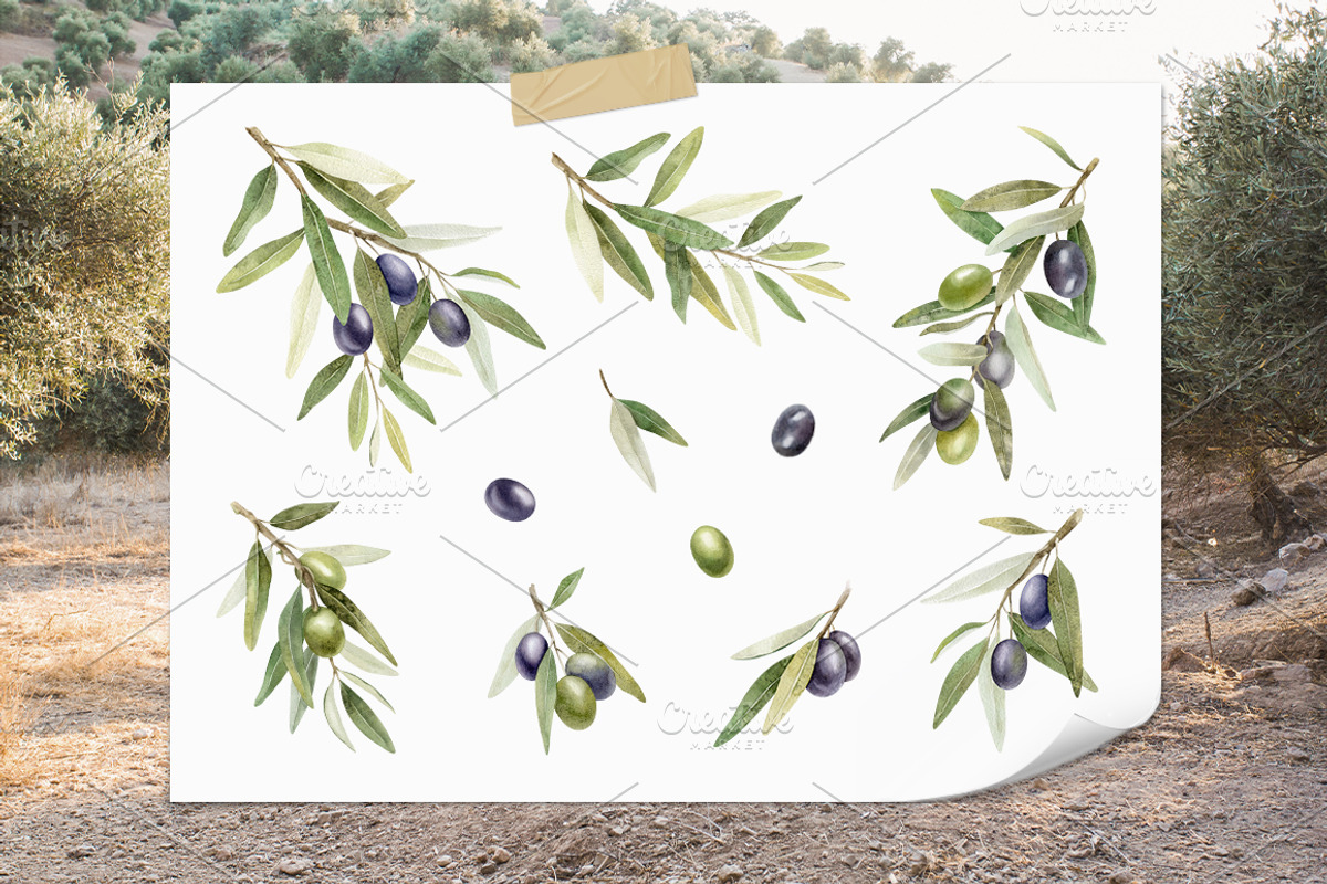 Olive Watercolor Illustrations, a Food Illustration by Fedulova Art (Photo 2 of 14)