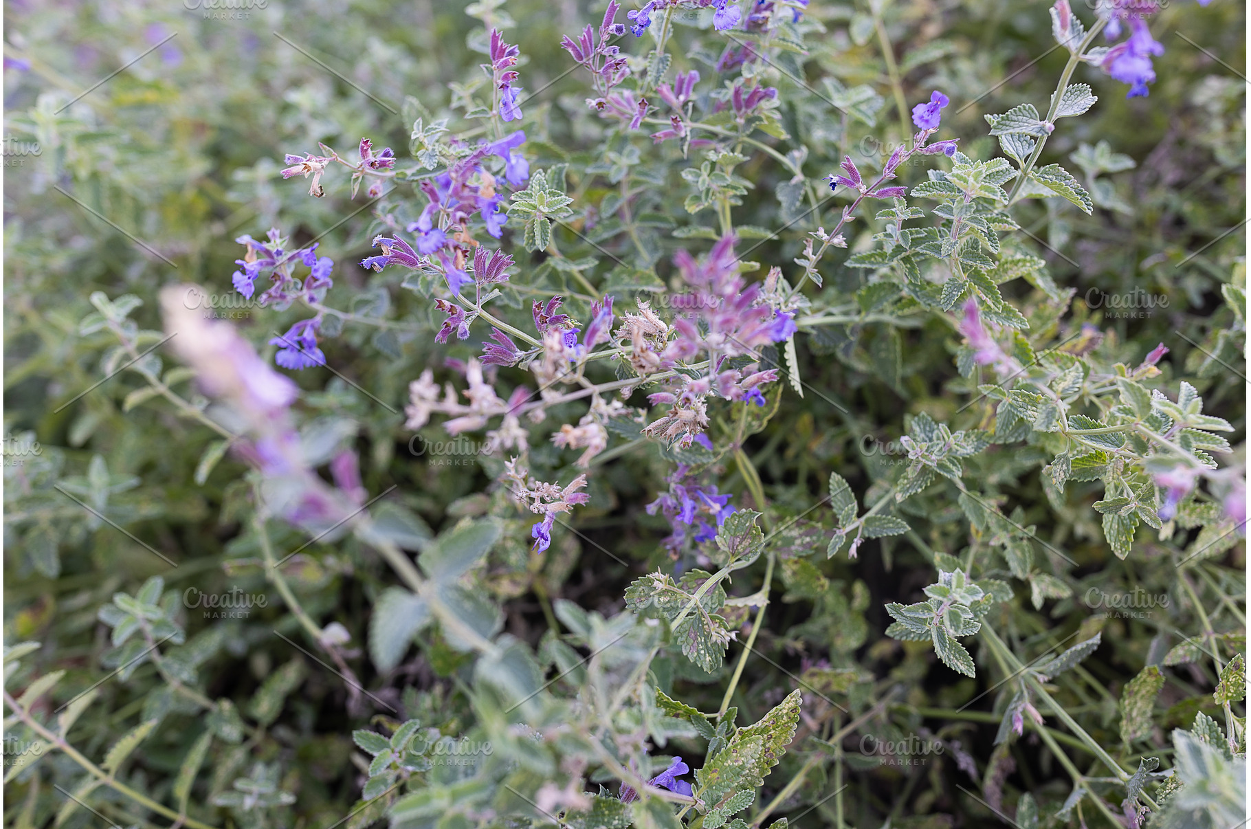 Lush Green Catnip Plant with Purple, a Nature Photo by Lermont51