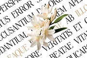 Grisandore Elegant Serif Font, a Serif Font by UICreative (Thumbnail 13 of 13)